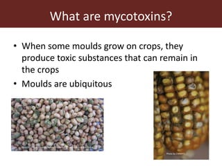 Measuring and mitigating the risk of mycotoxins in maize and dairy products for poor consumers in Kenya