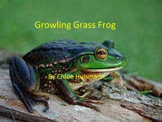 Growling Grass Frog By Chloe Huismann,  