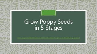 Grow Poppy Seeds
in 5 Stages
www.organicalbotanicals.com/tutorial-how-to-grow-somniferum-poppies/
 