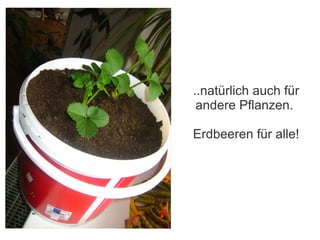 ..natürlich auch für
 andere Pflanzen.

Erdbeeren für alle!
 