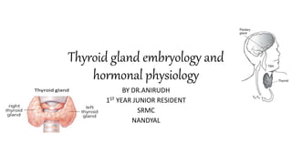 Thyroid gland embryology and
hormonal physiology
BY DR.ANIRUDH
1ST YEAR JUNIOR RESIDENT
SRMC
NANDYAL
 