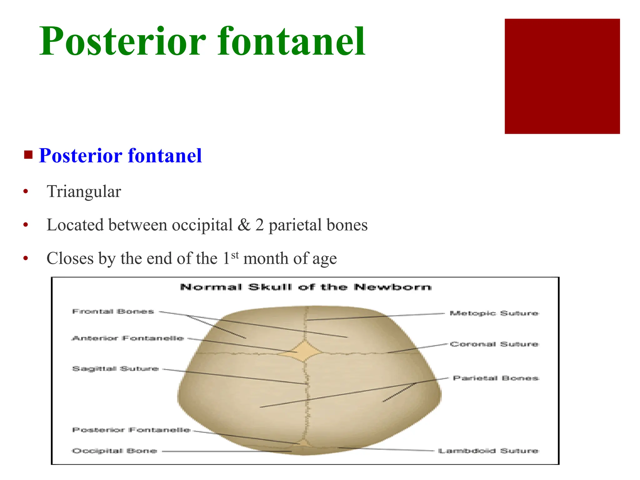Posterior fontanel
 Posterior fontanel
• Triangular
• Located between occipital & 2 parietal bones
• Closes by the end of the 1st month of age
 