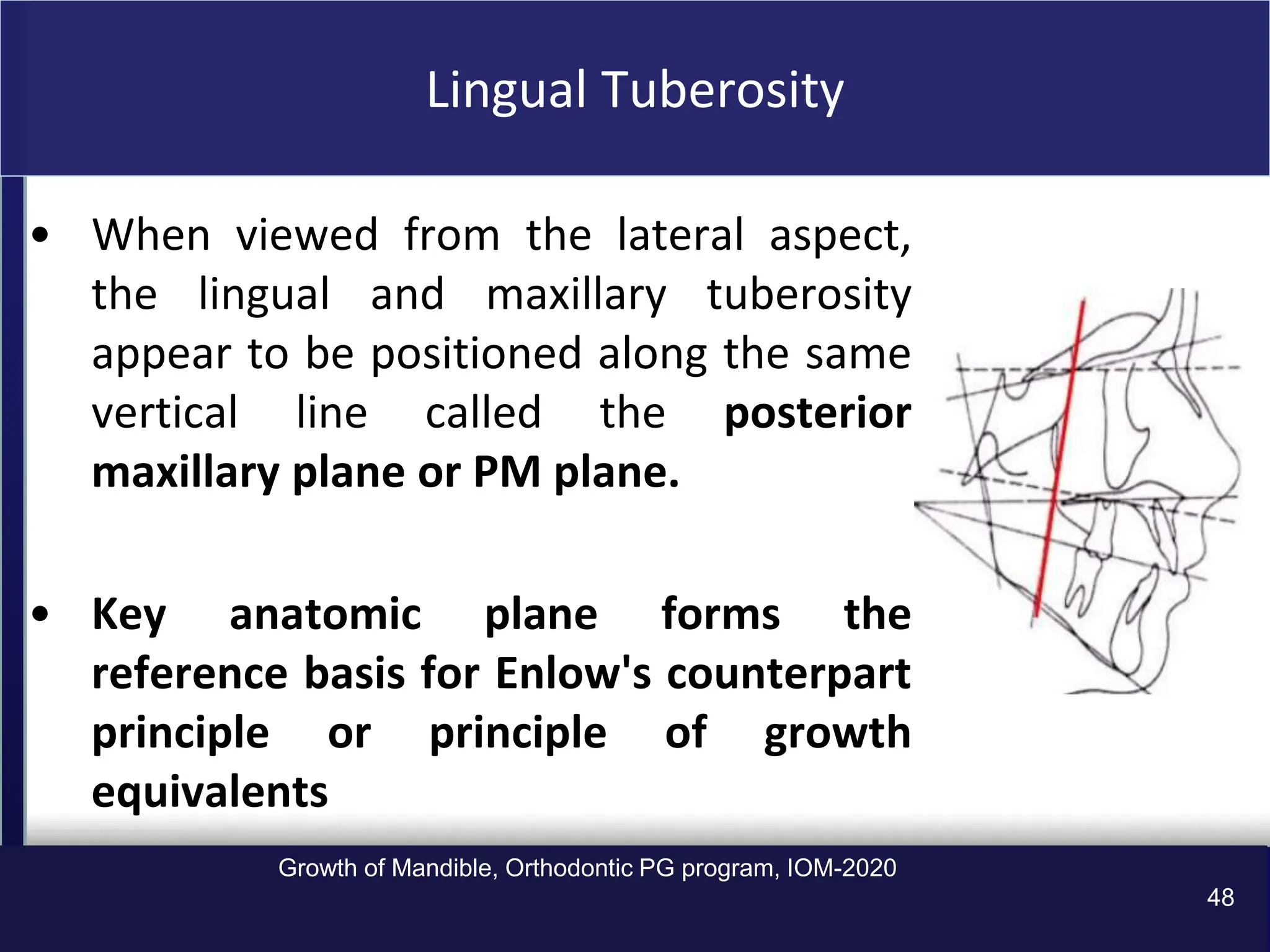 Maxillary Plane Rotation the Growth-of-Mandible in orthodontics ppt | PPT