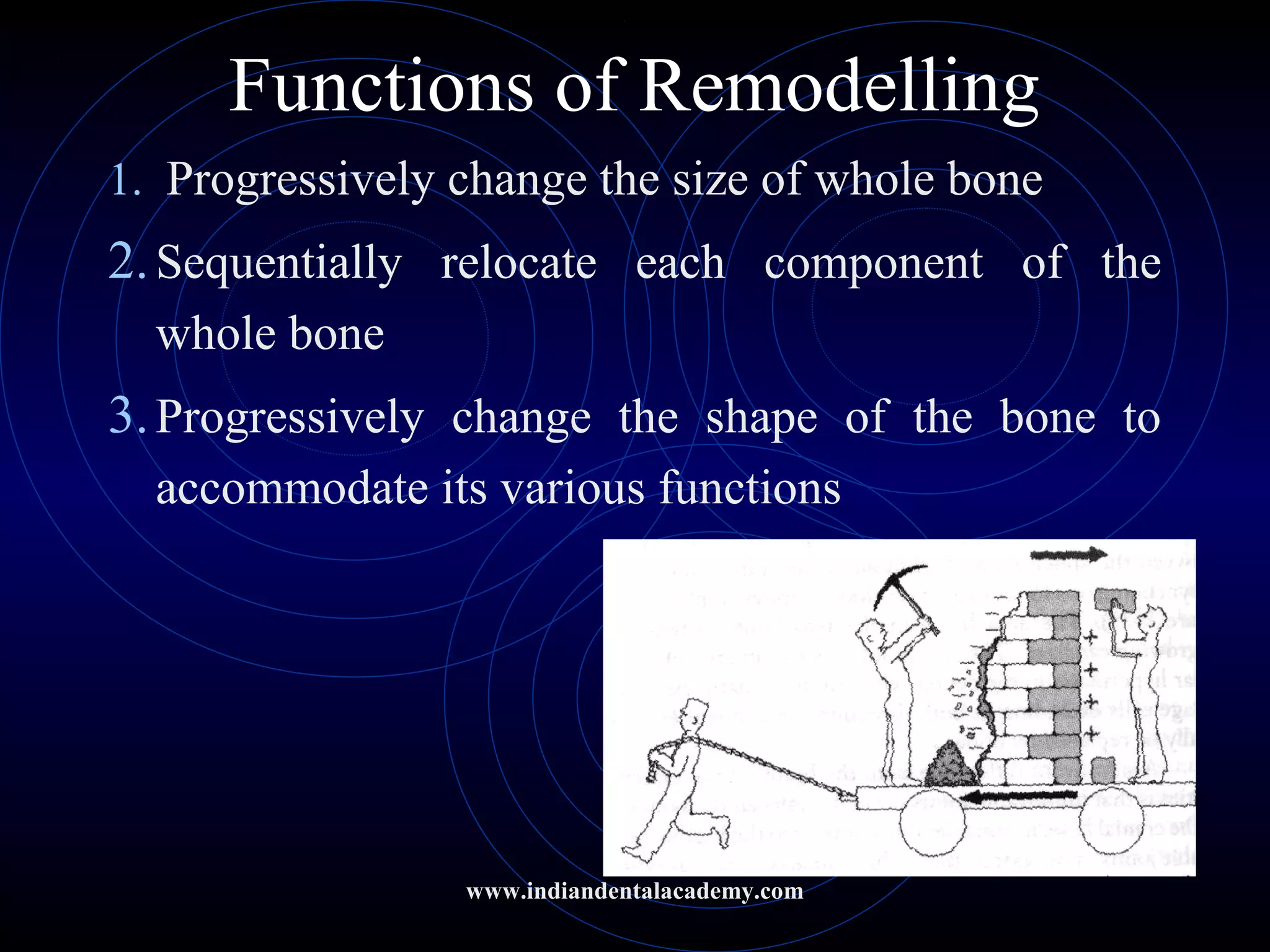 Functions of Remodelling
1. Progressively change the size of whole bone
2.Sequentially relocate each component of the
whole bone
3.Progressively change the shape of the bone to
accommodate its various functions
www.indiandentalacademy.com
 