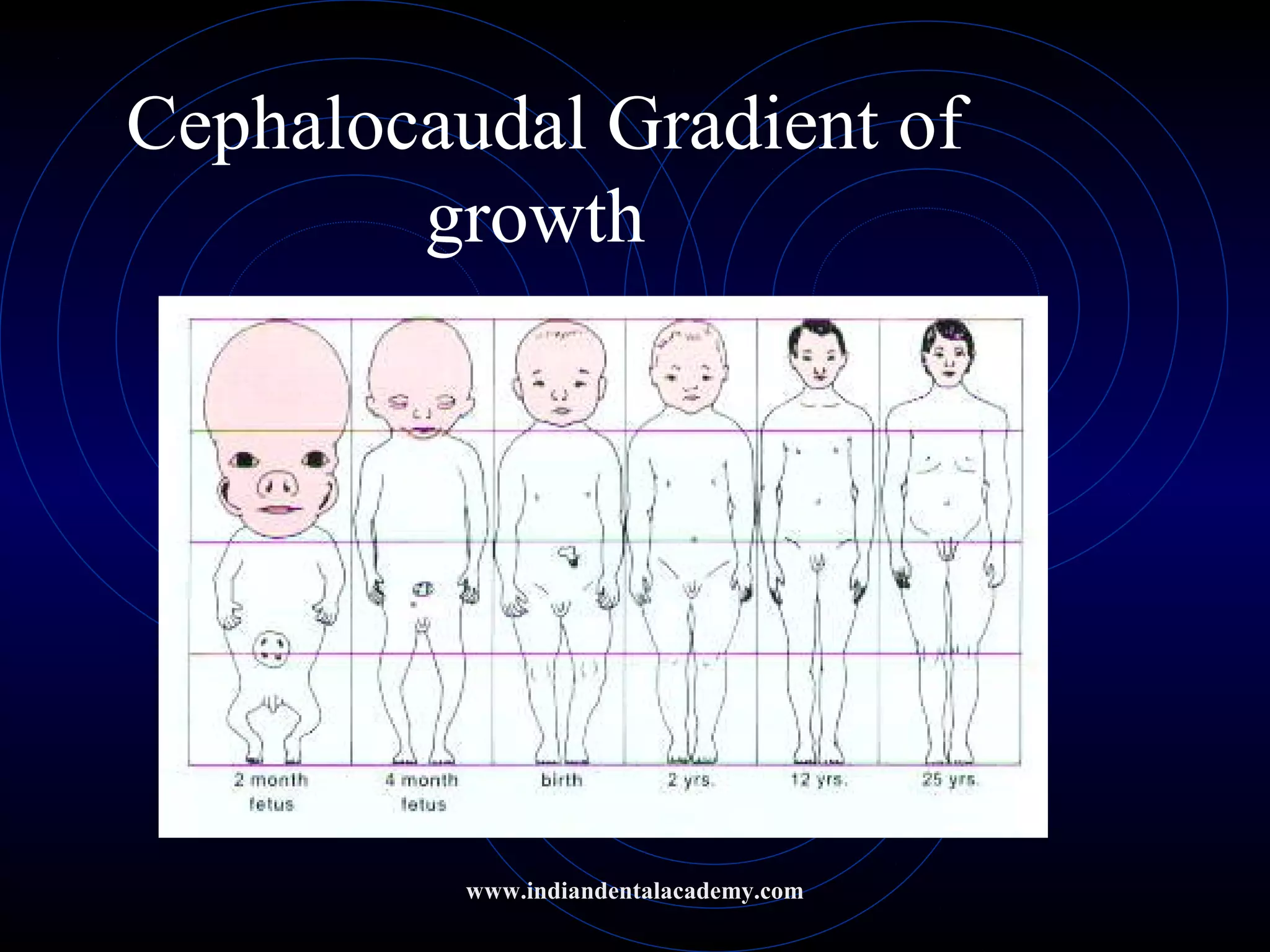 Cephalocaudal Gradient of
growth
www.indiandentalacademy.com
 