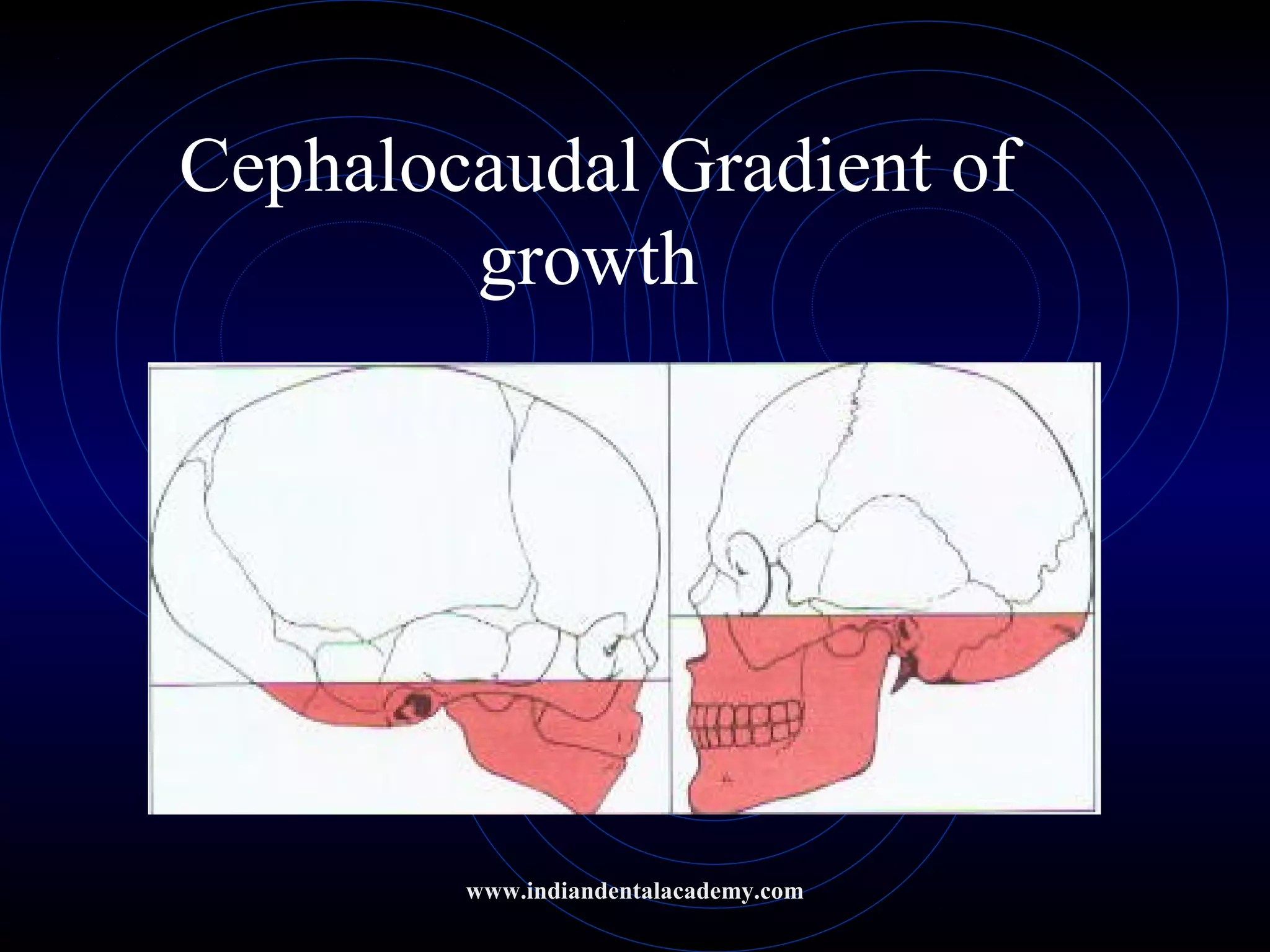 Cephalocaudal Gradient of
growth
www.indiandentalacademy.com
 