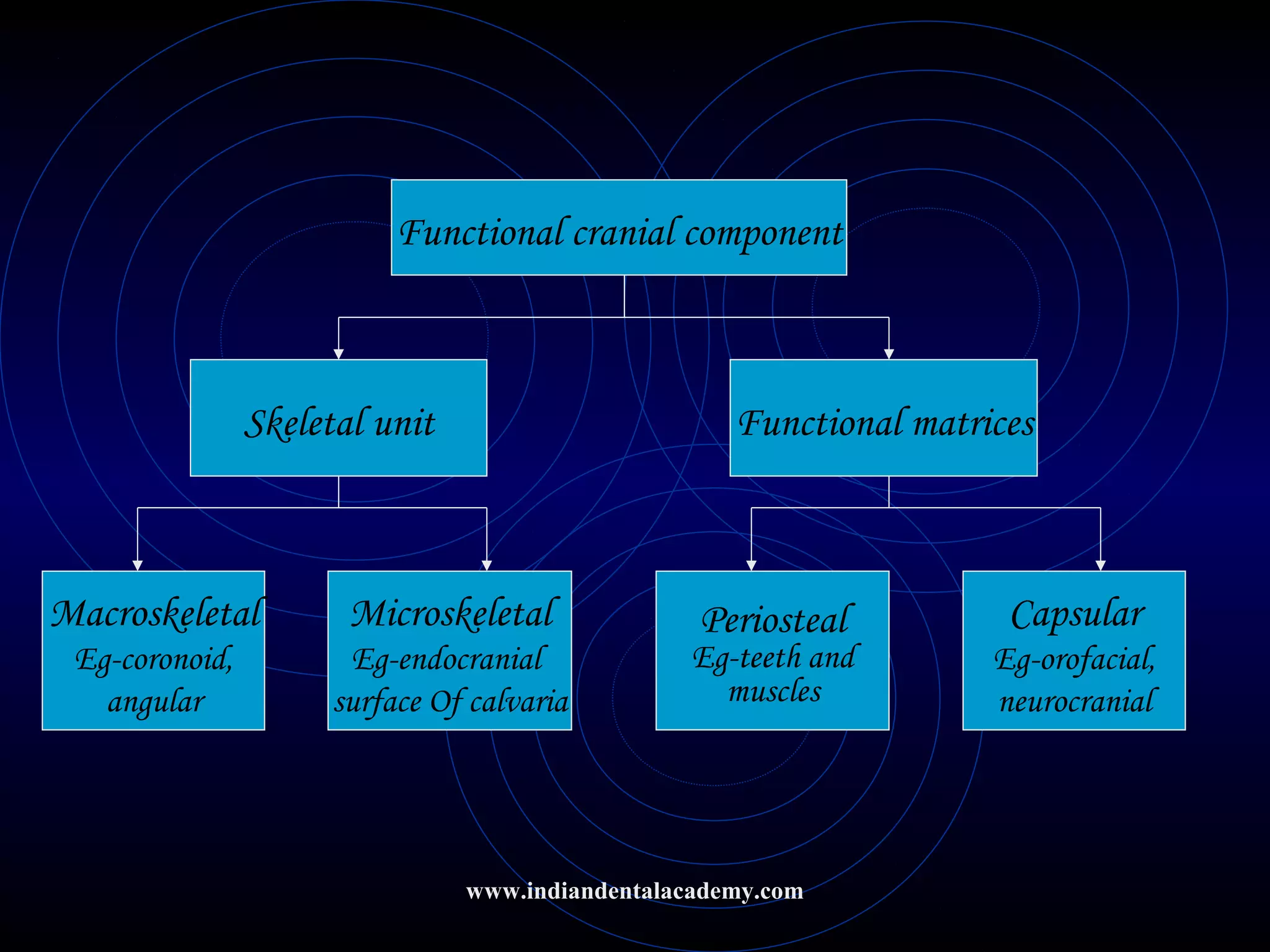 Functional cranial component
Skeletal unit Functional matrices
Macroskeletal
Eg-coronoid,
angular
Microskeletal
Eg-endocranial
surface Of calvaria
Periosteal
Eg-teeth and
muscles
Capsular
Eg-orofacial,
neurocranial
www.indiandentalacademy.com
 
