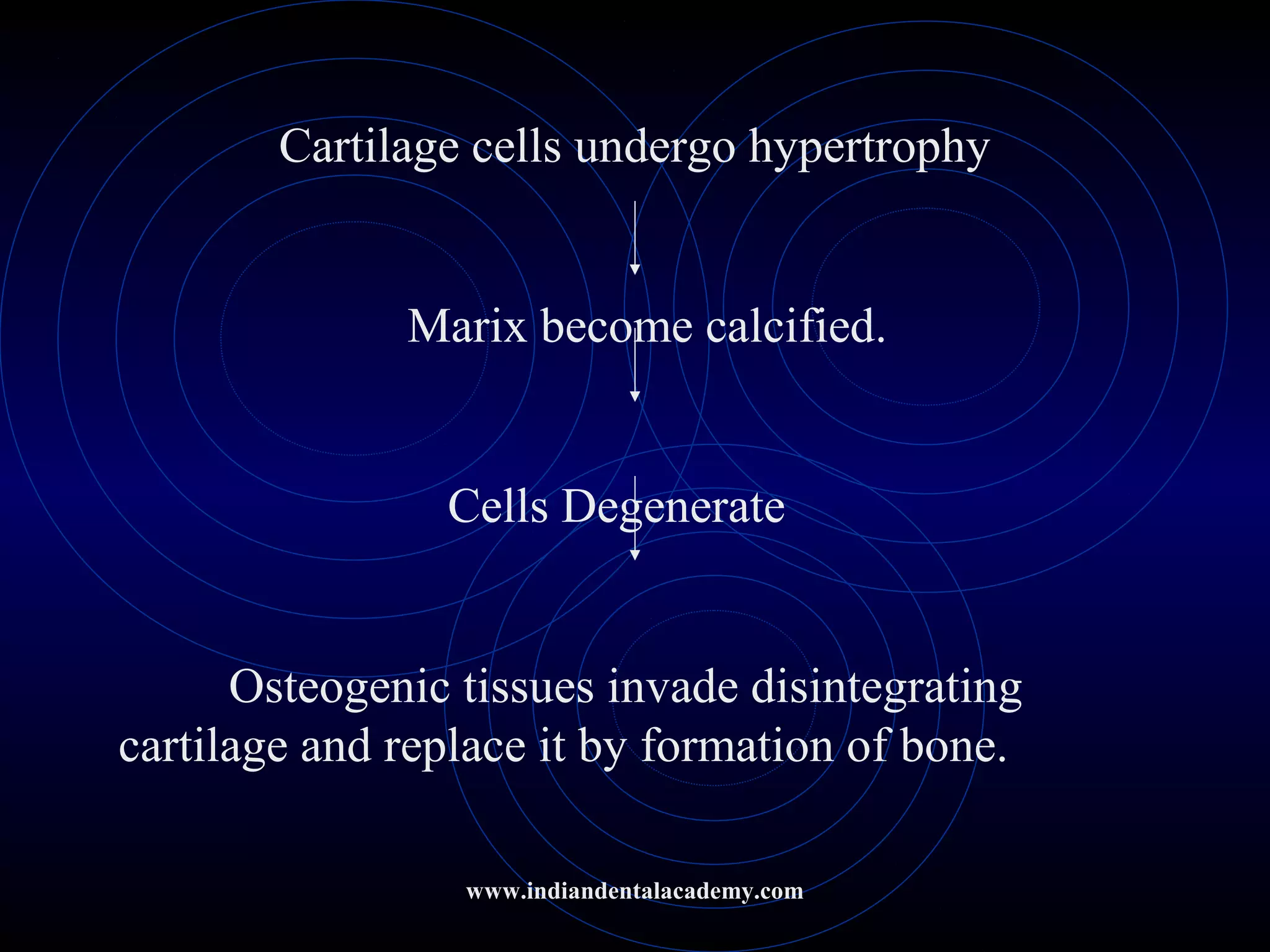 Cartilage cells undergo hypertrophy
Marix become calcified.
Cells Degenerate
Osteogenic tissues invade disintegrating
cartilage and replace it by formation of bone.
www.indiandentalacademy.com
 