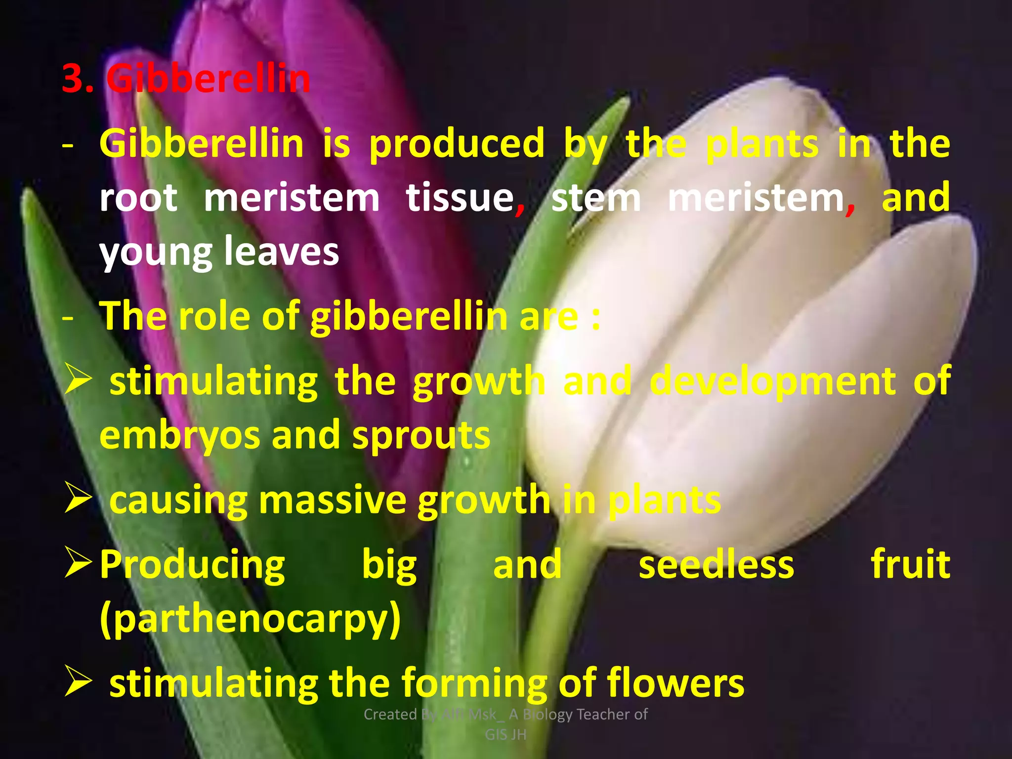 3. Gibberellin
- Gibberellin is produced by the plants in the
  root meristem tissue, stem meristem, and
  young leaves
- The role of gibberellin are :
 stimulating the growth and development of
  embryos and sprouts
 causing massive growth in plants
Producing       big    and     seedless  fruit
  (parthenocarpy)
 stimulating the forming of flowers
               Created By Alfi Msk_ A Biology Teacher of
                                GIS JH
 
