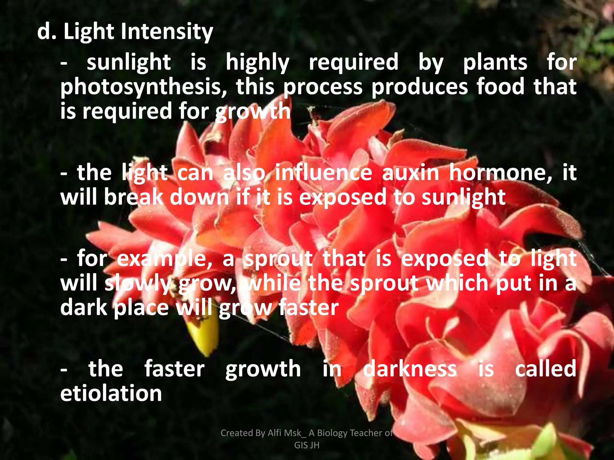 d. Light Intensity
  - sunlight is highly required by plants for
  photosynthesis, this process produces food that
  is required for growth

  - the light can also influence auxin hormone, it
  will break down if it is exposed to sunlight

  - for example, a sprout that is exposed to light
  will slowly grow, while the sprout which put in a
  dark place will grow faster

  - the faster growth in darkness is called
  etiolation
                 Created By Alfi Msk_ A Biology Teacher of
                                  GIS JH
 
