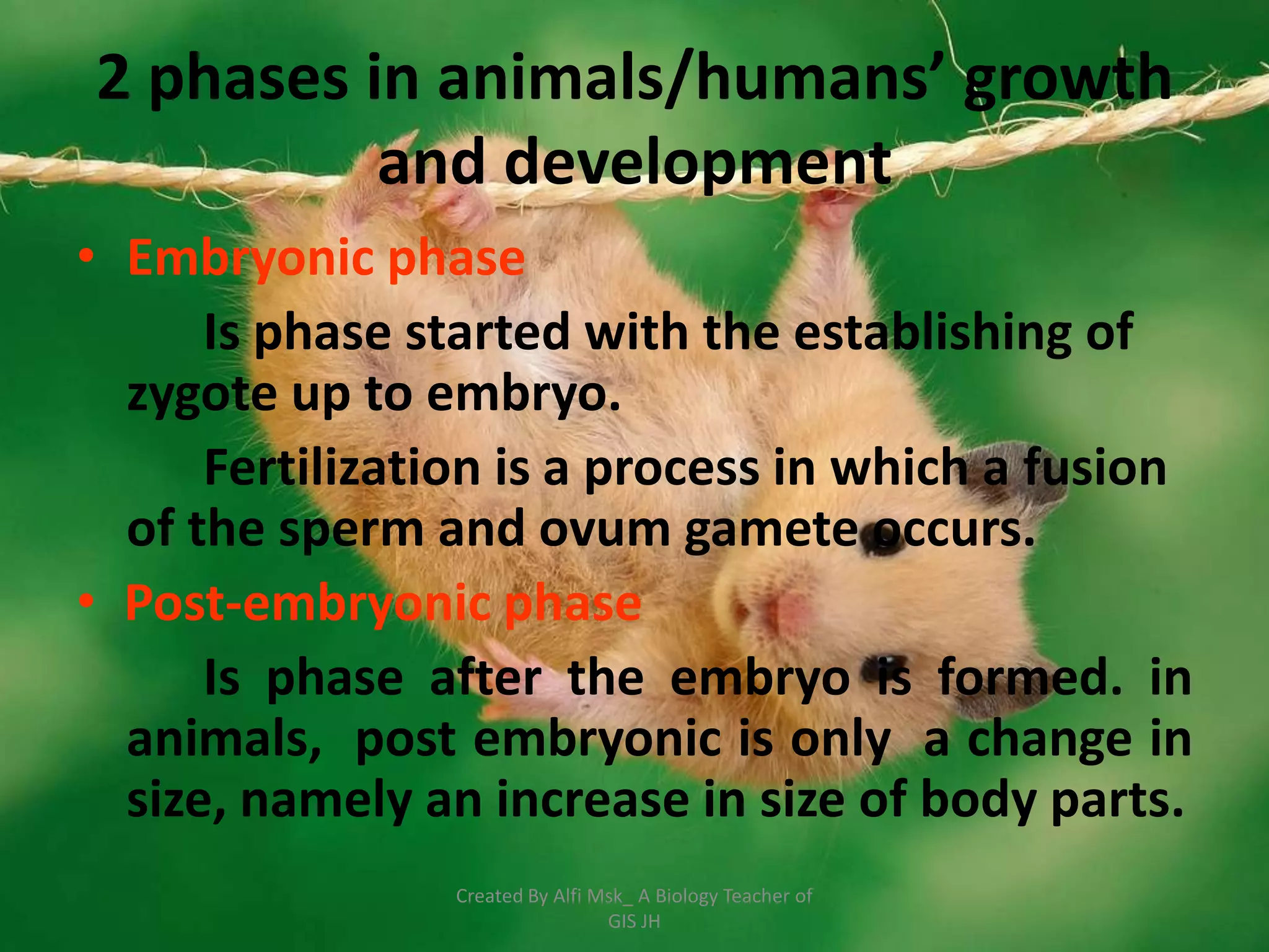 2 phases in animals/humans’ growth
          and development
• Embryonic phase
      Is phase started with the establishing of
  zygote up to embryo.
      Fertilization is a process in which a fusion
  of the sperm and ovum gamete occurs.
• Post-embryonic phase
      Is phase after the embryo is formed. in
  animals, post embryonic is only a change in
  size, namely an increase in size of body parts.
                 Created By Alfi Msk_ A Biology Teacher of
                                  GIS JH
 