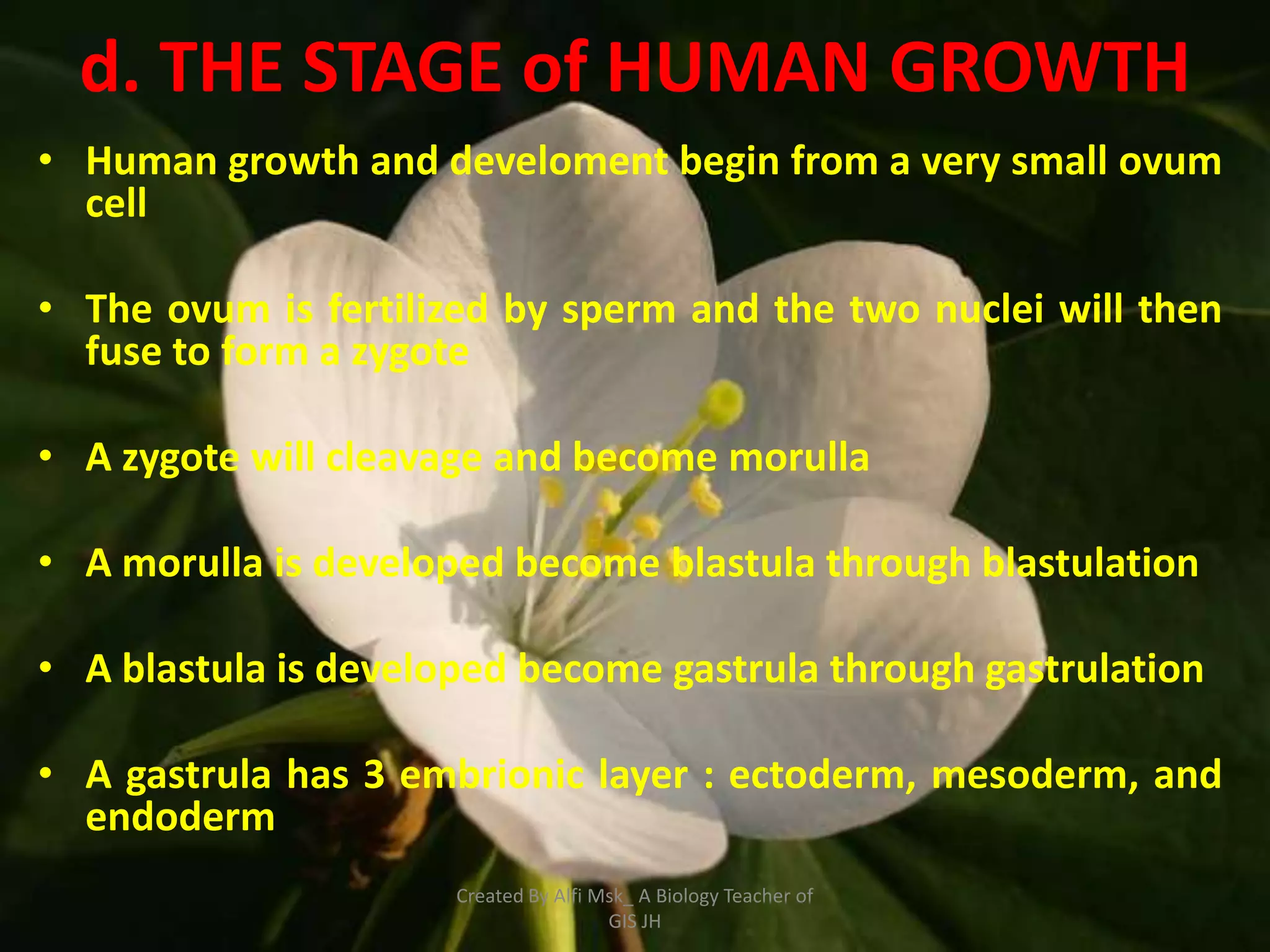 d. THE STAGE of HUMAN GROWTH
• Human growth and develoment begin from a very small ovum
  cell

• The ovum is fertilized by sperm and the two nuclei will then
  fuse to form a zygote

• A zygote will cleavage and become morulla

• A morulla is developed become blastula through blastulation

• A blastula is developed become gastrula through gastrulation

• A gastrula has 3 embrionic layer : ectoderm, mesoderm, and
  endoderm
                      Created By Alfi Msk_ A Biology Teacher of
                                       GIS JH
 