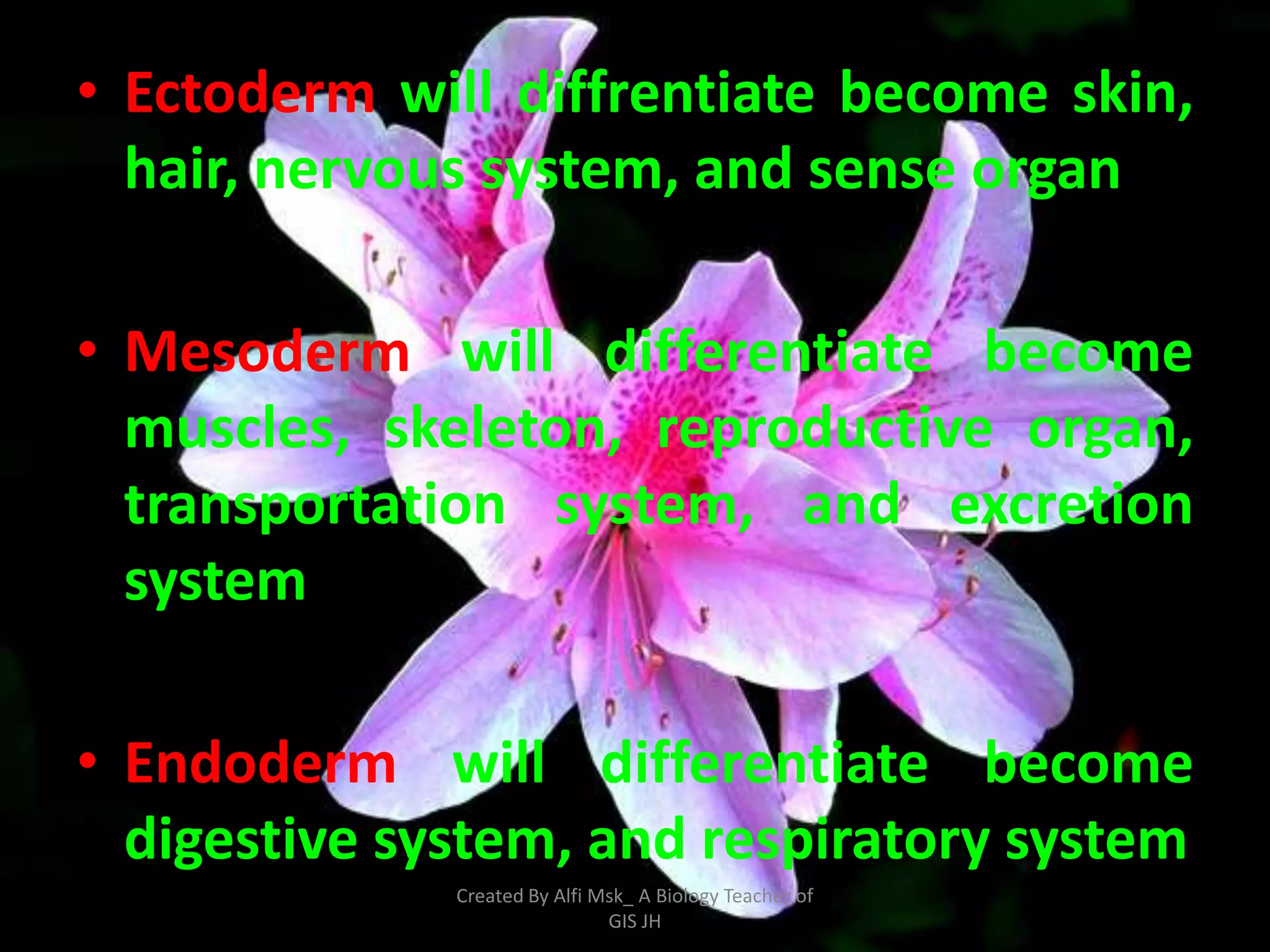 • Ectoderm will diffrentiate become skin,
  hair, nervous system, and sense organ

• Mesoderm will differentiate become
  muscles, skeleton, reproductive organ,
  transportation system, and excretion
  system

• Endoderm will differentiate become
  digestive system, and respiratory system
              Created By Alfi Msk_ A Biology Teacher of
                               GIS JH
 