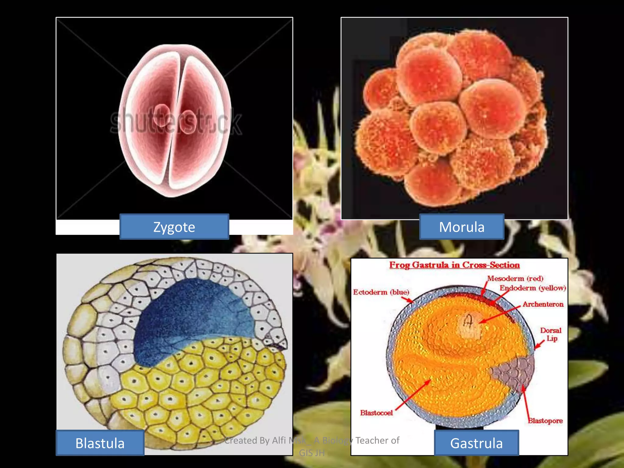 Zygote                                               Morula




Blastula            Created By Alfi Msk_ A Biology Teacher of    Gastrula
                                     GIS JH
 