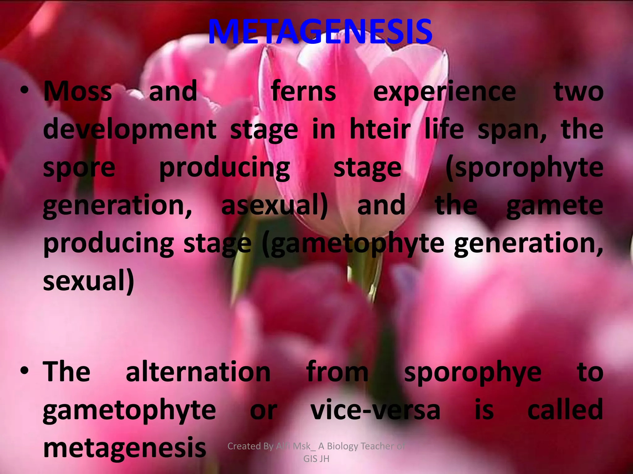 METAGENESIS
• Moss and         ferns experience two
  development stage in hteir life span, the
  spore producing stage (sporophyte
  generation, asexual) and the gamete
  producing stage (gametophyte generation,
  sexual)

• The alternation from sporophye to
  gametophyte or vice-versa is called
  metagenesis  Created By Alfi Msk_ A Biology Teacher of
                                GIS JH
 