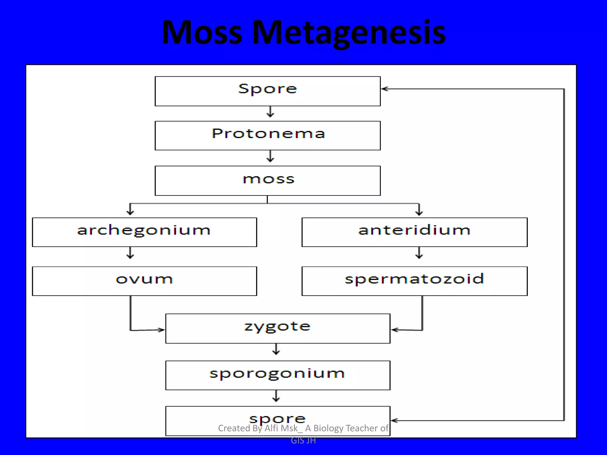 Moss Metagenesis




   Created By Alfi Msk_ A Biology Teacher of
                    GIS JH
 