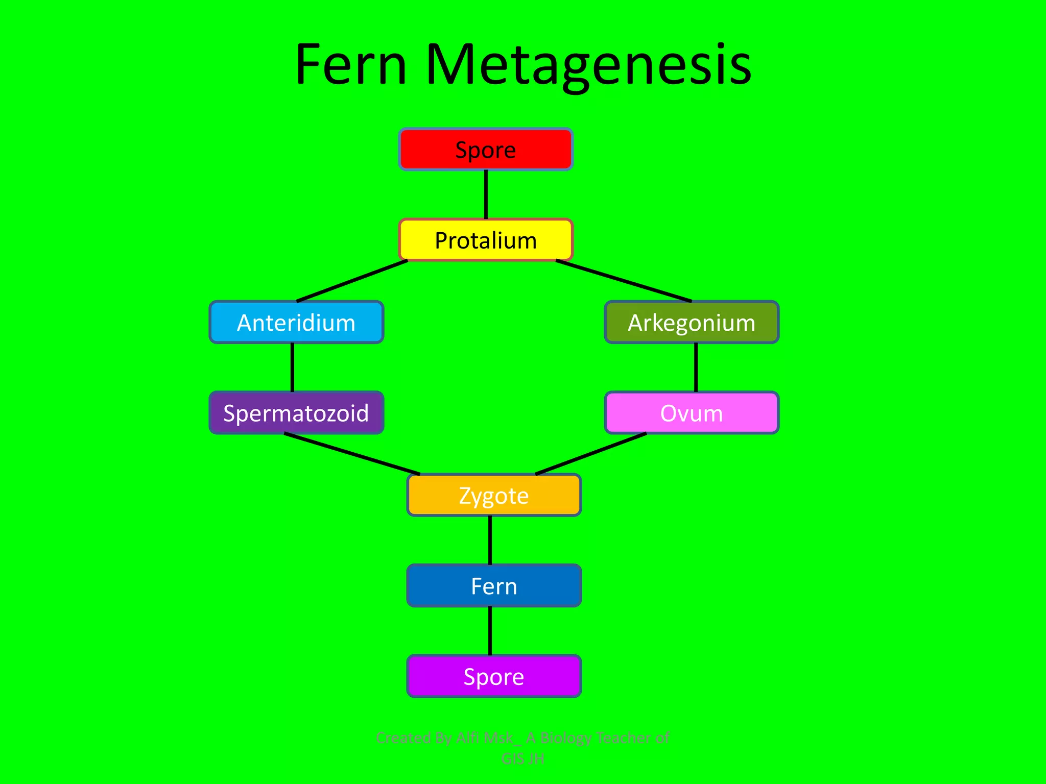 Fern Metagenesis
                          Spore


                       Protalium


 Anteridium                                       Arkegonium


Spermatozoid                                          Ovum


                          Zygote


                            Fern


                           Spore

               Created By Alfi Msk_ A Biology Teacher of
                                GIS JH
 