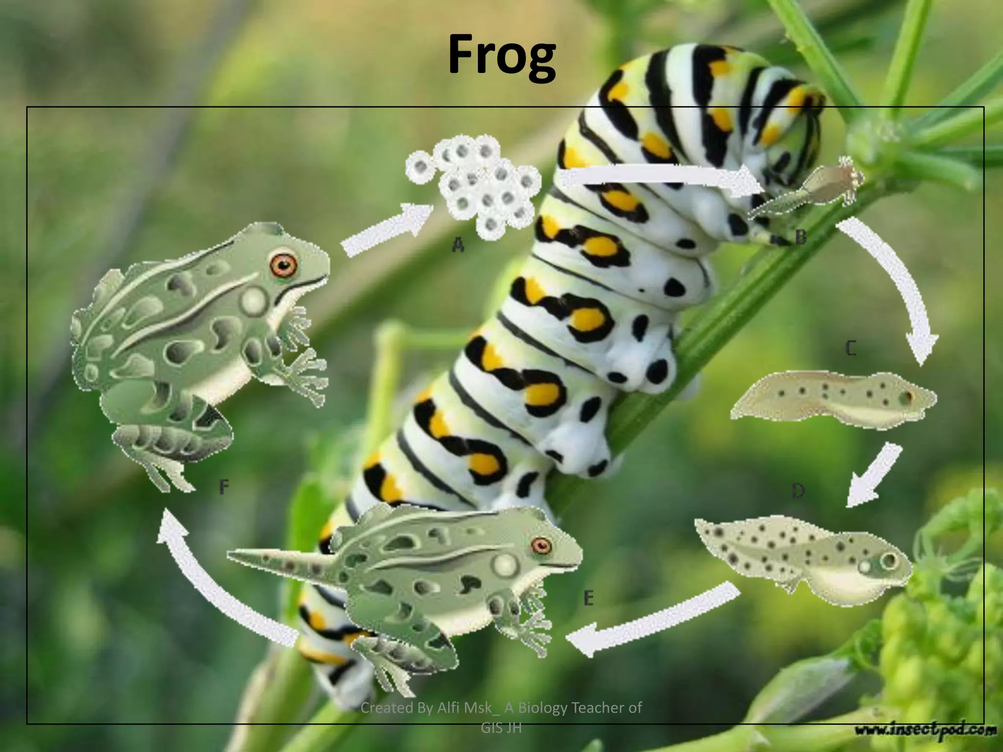 Frog




Created By Alfi Msk_ A Biology Teacher of
                 GIS JH
 