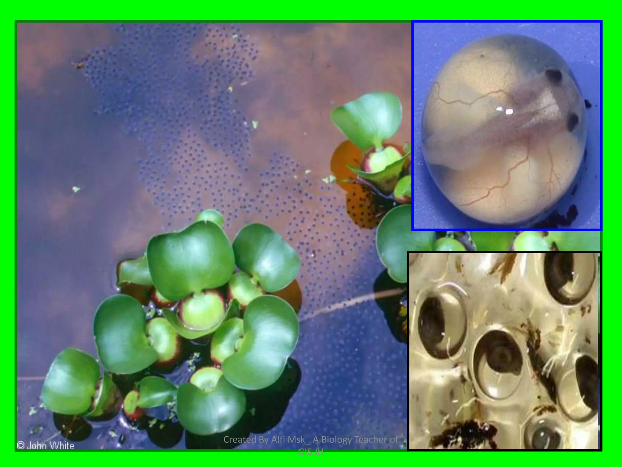 Created By Alfi Msk_ A Biology Teacher of
                 GIS JH
 