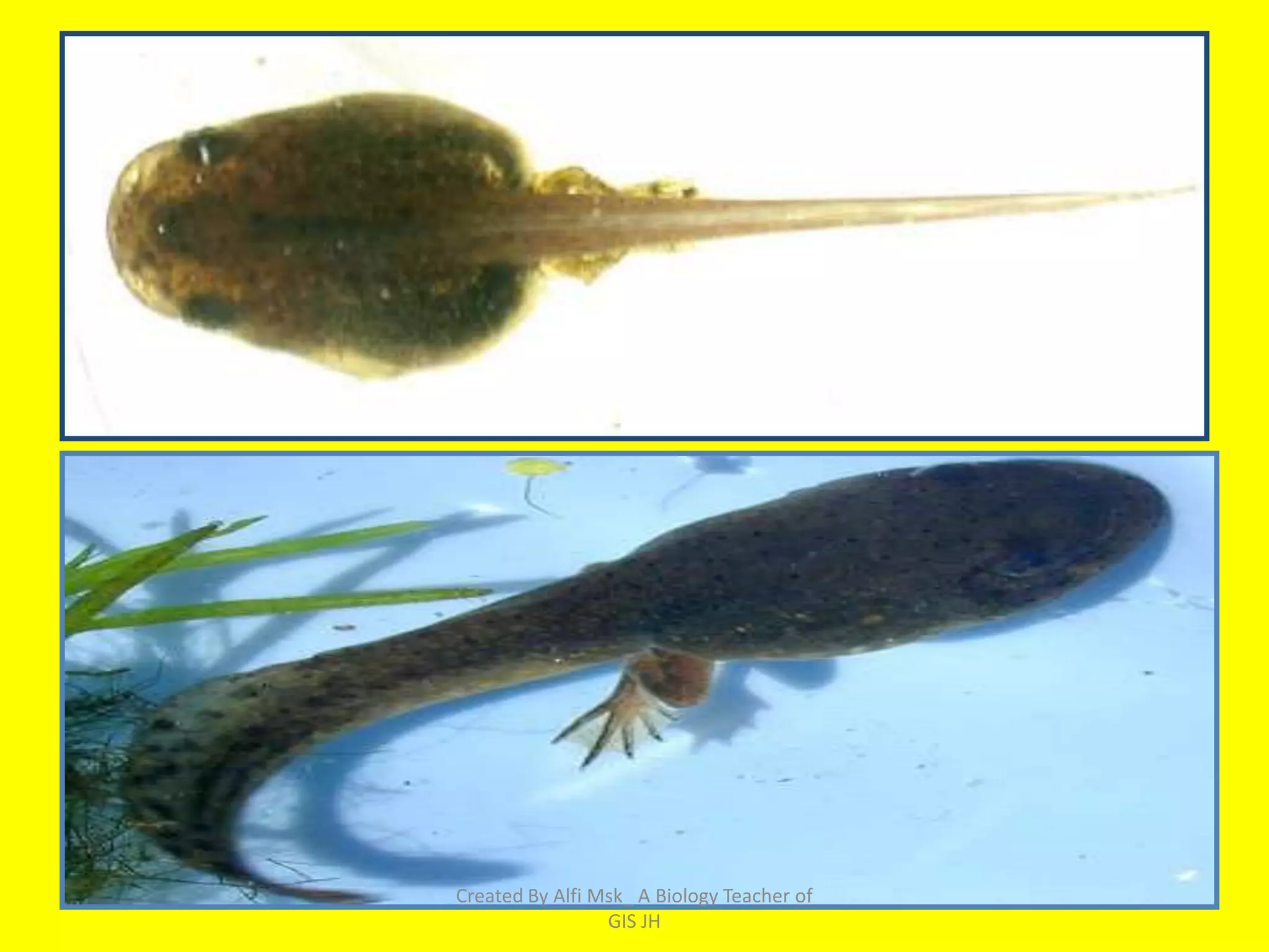 Created By Alfi Msk_ A Biology Teacher of
                 GIS JH
 