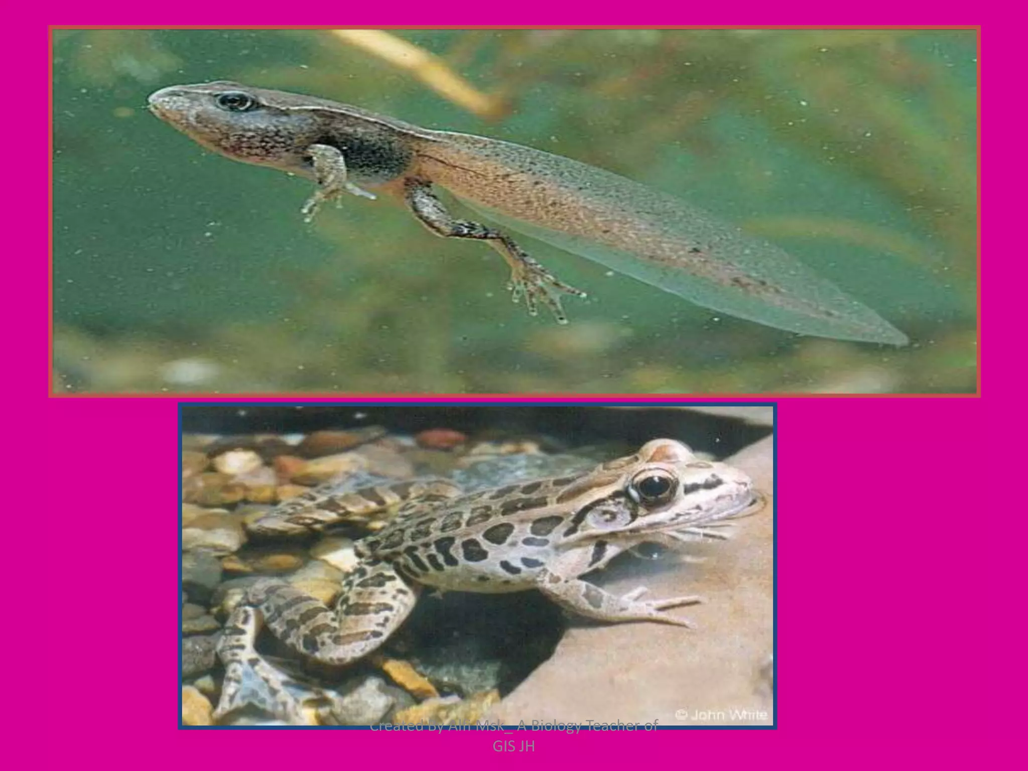 Created By Alfi Msk_ A Biology Teacher of
                 GIS JH
 