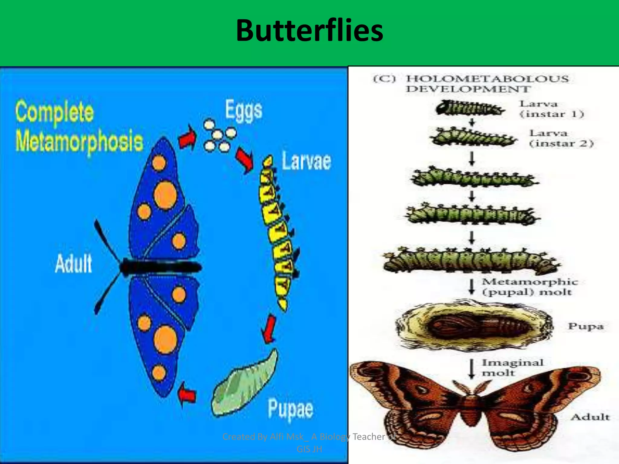 Butterflies




Created By Alfi Msk_ A Biology Teacher of
                 GIS JH
 