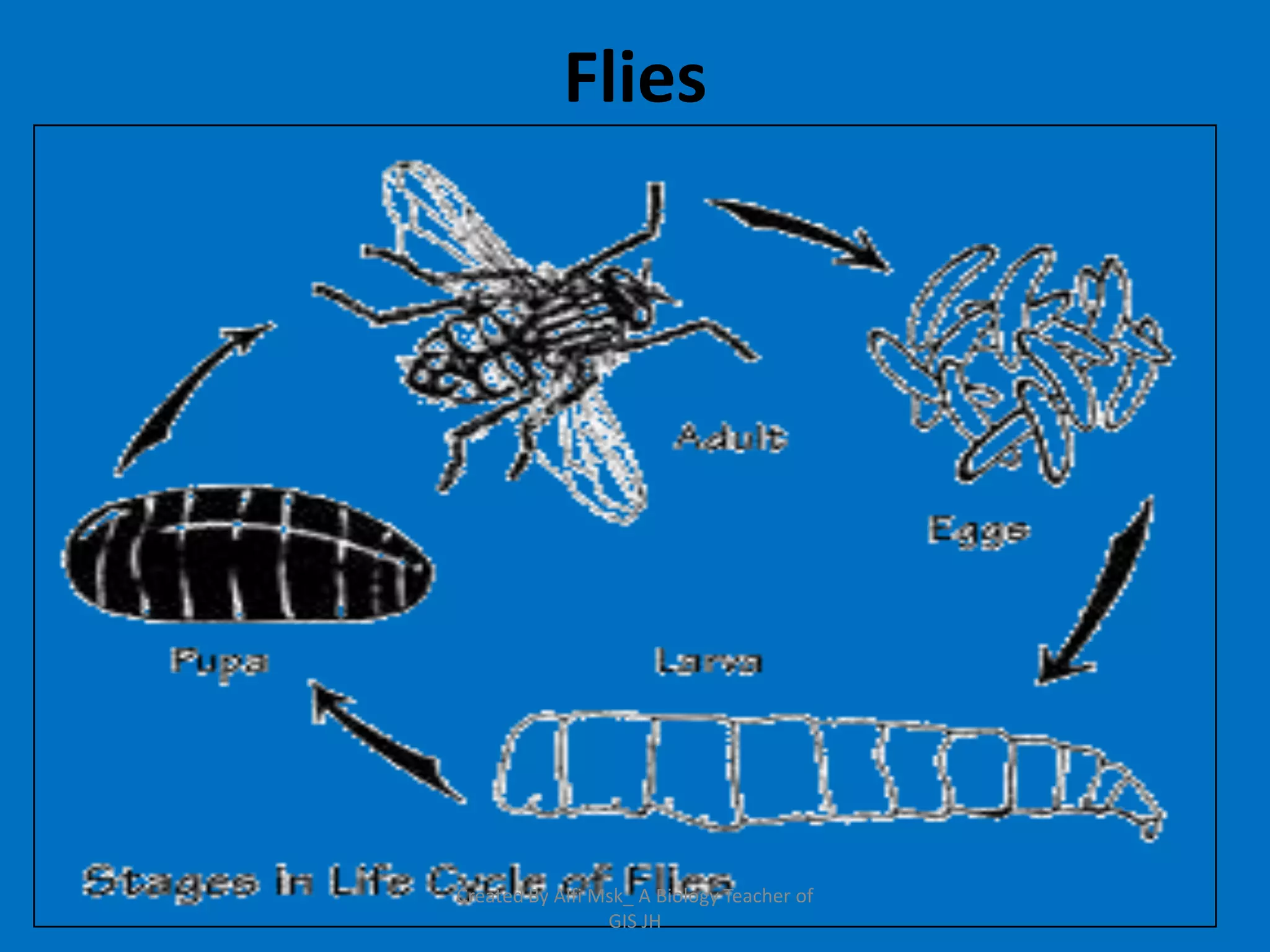 Flies




Created By Alfi Msk_ A Biology Teacher of
                 GIS JH
 