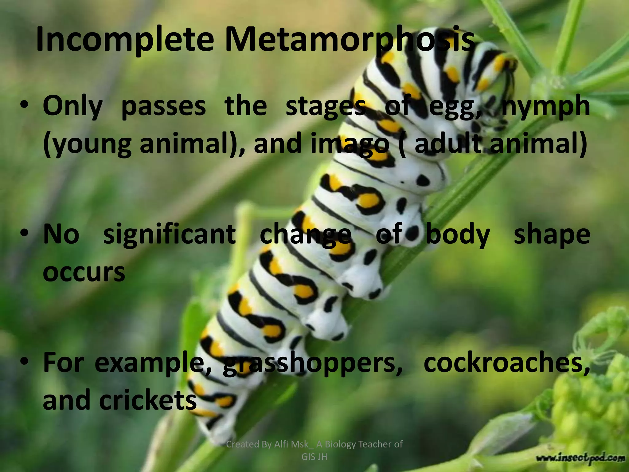 Incomplete Metamorphosis
• Only passes the stages of egg, nymph
  (young animal), and imago ( adult animal)

• No significant change of body shape
  occurs

• For example, grasshoppers, cockroaches,
  and crickets
               Created By Alfi Msk_ A Biology Teacher of
                                GIS JH
 