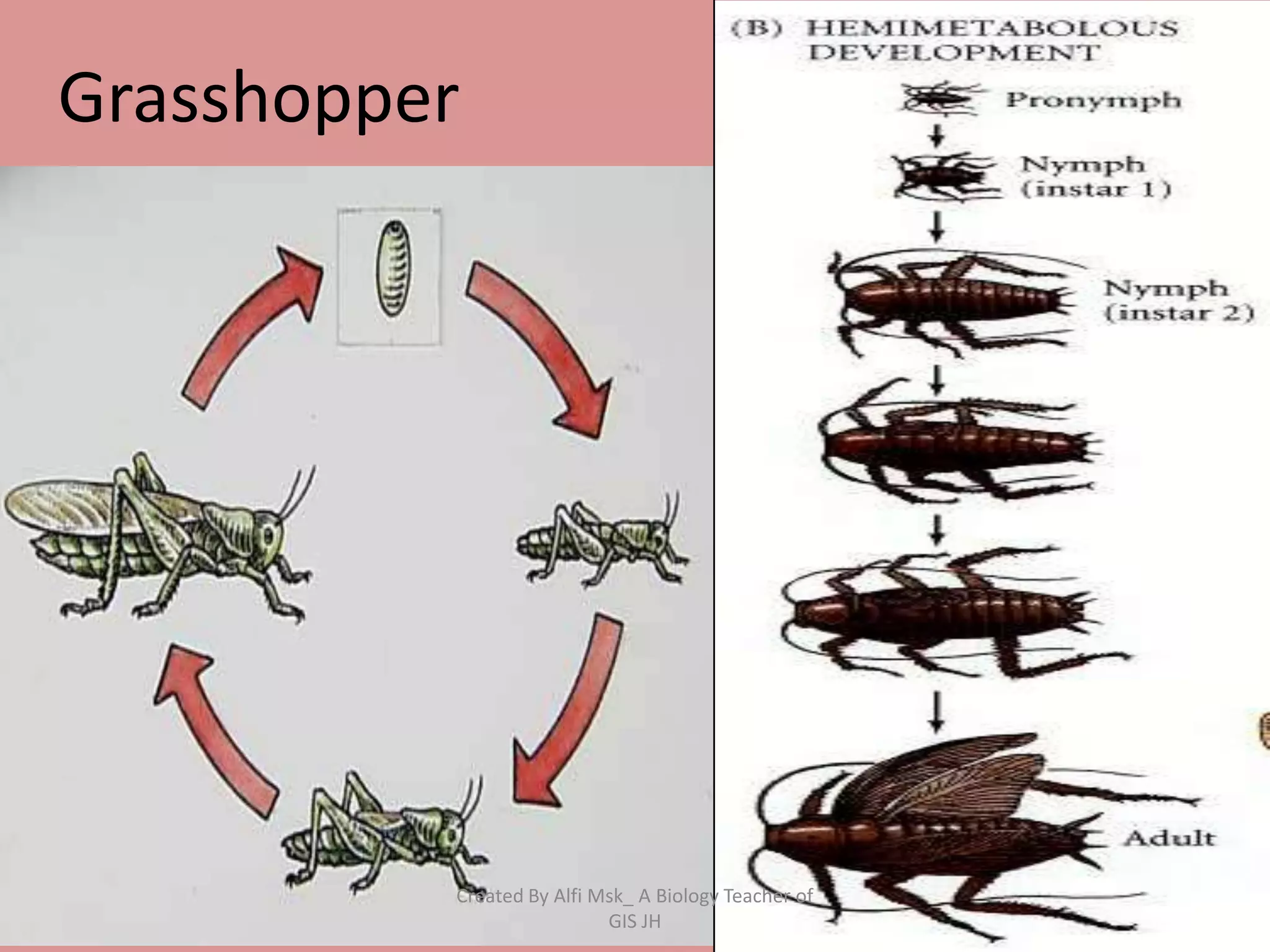 Grasshopper




          Created By Alfi Msk_ A Biology Teacher of
                           GIS JH
 