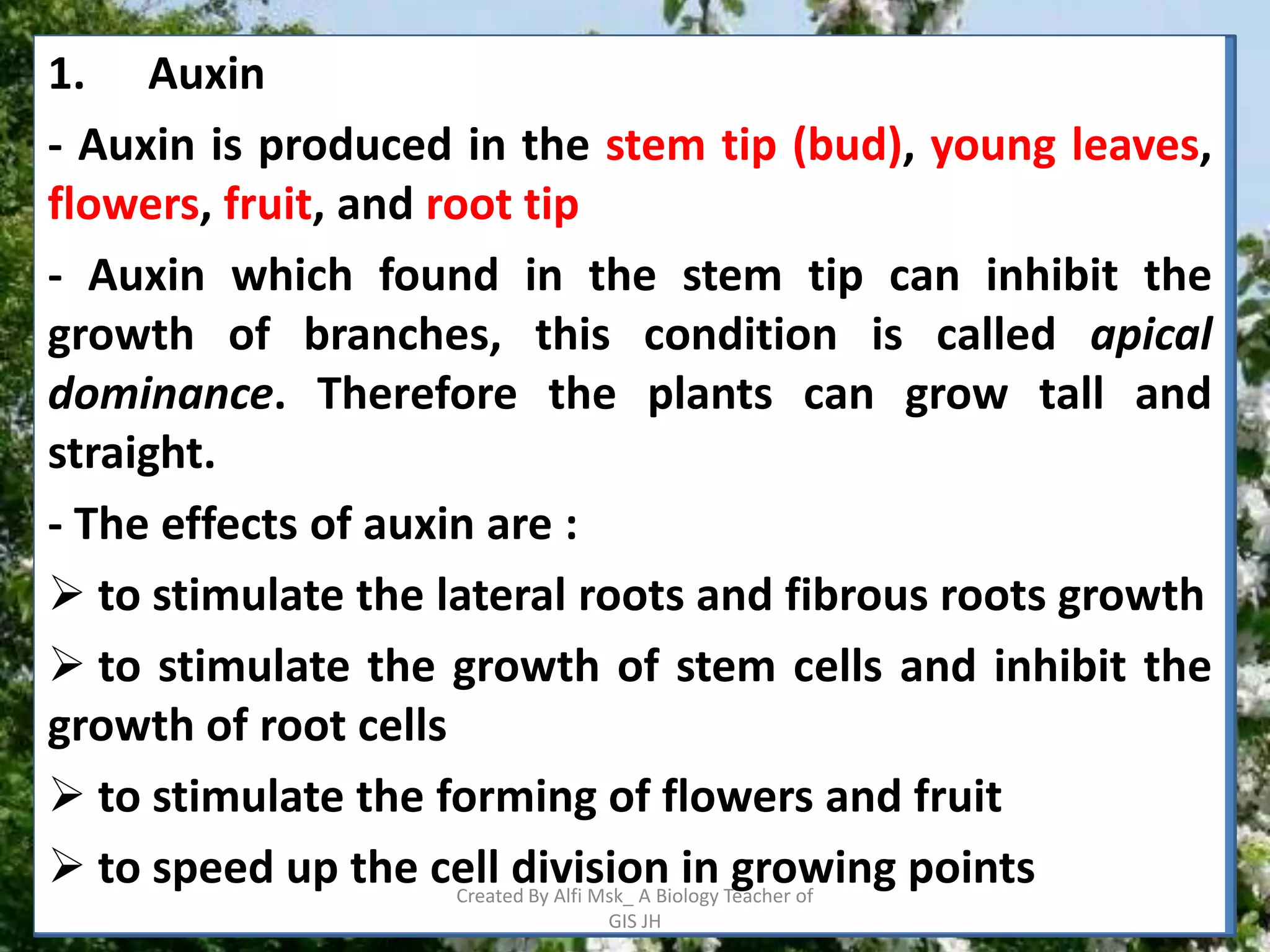 1. Auxin
- Auxin is produced in the stem tip (bud), young leaves,
flowers, fruit, and root tip
- Auxin which found in the stem tip can inhibit the
growth of branches, this condition is called apical
dominance. Therefore the plants can grow tall and
straight.
- The effects of auxin are :
 to stimulate the lateral roots and fibrous roots growth
 to stimulate the growth of stem cells and inhibit the
growth of root cells
 to stimulate the forming of flowers and fruit
 to speed up the cell division in Teacher of
                      Created By Alfi Msk_ A Biology
                                                     growing points
                                GIS JH
 