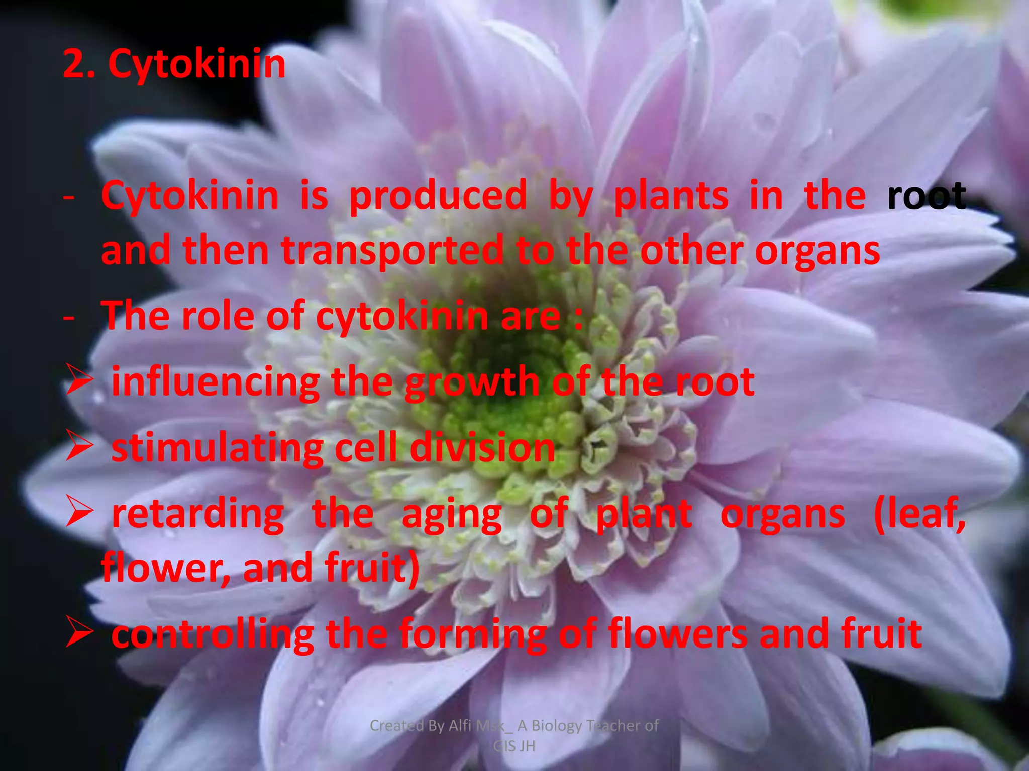 2. Cytokinin

- Cytokinin is produced by plants in the root
  and then transported to the other organs
- The role of cytokinin are :
 influencing the growth of the root
 stimulating cell division
 retarding the aging of plant organs (leaf,
  flower, and fruit)
 controlling the forming of flowers and fruit
               Created By Alfi Msk_ A Biology Teacher of
                                GIS JH
 