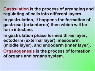 Gastrulation is the process of arranging and
regulating of cells into different layers.
In gastrulation, it happens the formation of
gastrosol (arkenteron) then which will be
form intestine.
In gastrulation phase formed three layer,
ectoderm (external layer), mesoderm
(middle layer), and endoderm (inner layer).
Organogenesis is the process of formation
of organs and organs system.
 