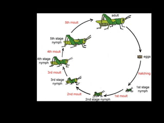Imperfect metamorphosis in grasshopper




The size of grasshopper nymphs is smaller than adult grasshoppers
and they are wingless; but on the whole they are the same as adult
grasshoppers in shape
 