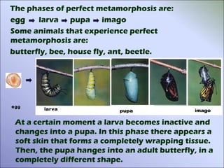 The phases of perfect metamorphosis are:
egg    larva pupa imago
Some animals that experience perfect
metamorphosis are:
butterfly, bee, house fly, ant, beetle.




egg


 At a certain moment a larva becomes inactive and
 changes into a pupa. In this phase there appears a
 soft skin that forms a completely wrapping tissue.
 Then, the pupa hanges into an adult butterfly, in a
 completely different shape.
 