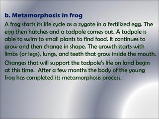 b. Metamorphosis in frog
A frog starts its life cycle as a zygote in a fertilized egg. The
egg then hatches and a tadpole comes out. A tadpole is
able to swim to small plants to find food. It continues to
grow and then change in shape. The growth starts with
limbs (or legs), lungs, and teeth that grow inside the mouth.
Changes that will support the tadpole’s life on land begin
at this time. After a few months the body of the young
frog has completed its metamorphosis process.
 