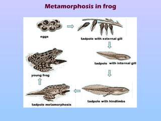 Metamorphosis in frog
 