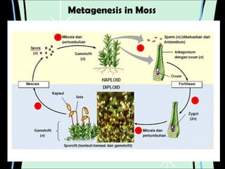 Metagenesis in Moss
 