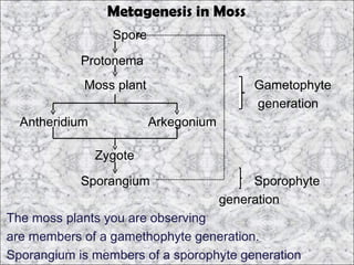 Metagenesis in Moss
                  Spore

            Protonema
            Moss plant                      Gametophyte
                                            generation
  Antheridium             Arkegonium

                Zygote

            Sporangium                      Sporophyte
                                       generation
The moss plants you are observing
are members of a gamethophyte generation.
Sporangium is members of a sporophyte generation
 