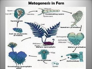Metagenesis in Fern
 