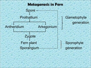 Metagenesis in Fern
              Spore
        Prothallium                  Gametophyte
                                        generation
Antheridium            Arkegonium

              Zygote
        Fern plant                   Sporophyte
        Sporangium                   generation
 