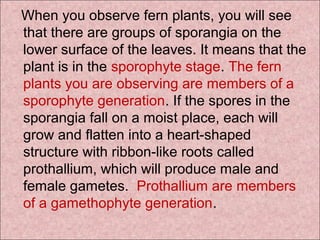 When you observe fern plants, you will see
that there are groups of sporangia on the
lower surface of the leaves. It means that the
plant is in the sporophyte stage. The fern
plants you are observing are members of a
sporophyte generation. If the spores in the
sporangia fall on a moist place, each will
grow and flatten into a heart-shaped
structure with ribbon-like roots called
prothallium, which will produce male and
female gametes. Prothallium are members
of a gamethophyte generation.
 
