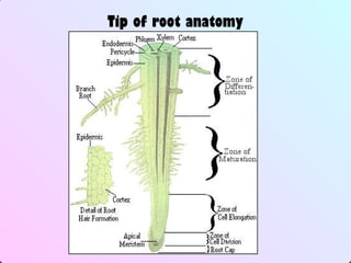 Tip of root anatomy
 