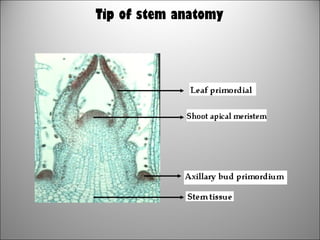 Tip of stem anatomy
 