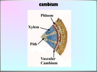 cambium
 