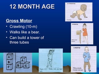 12 MONTH AGE12 MONTH AGE
Gross Motor
• Crawling (10-m)
• Walks like a bear.
• Can build a tower of
three tubes
 