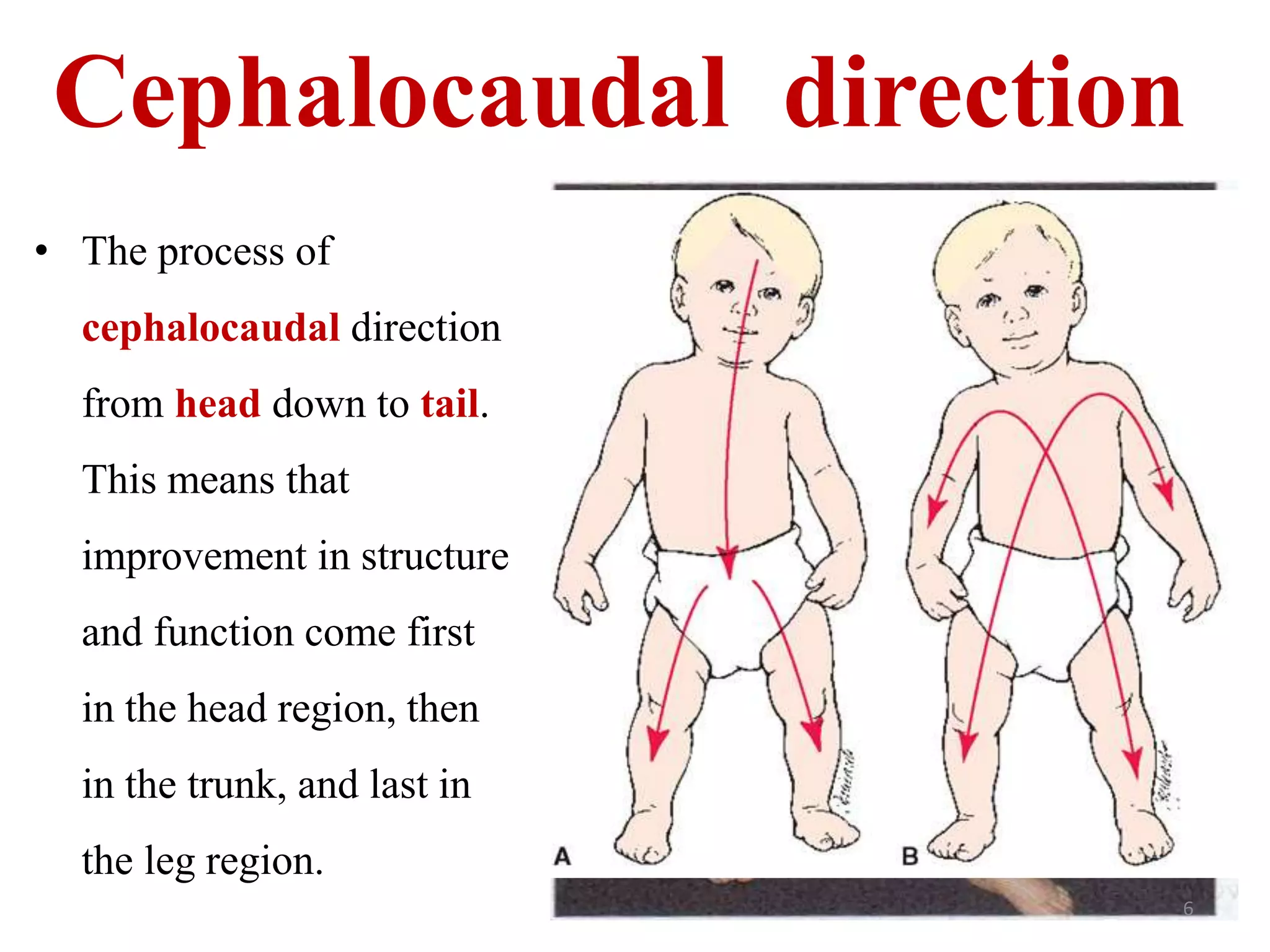 Cephalocaudal direction 
• The process of 
cephalocaudal direction 
from head down to tail. 
This means that 
improvement in structure 
and function come first 
in the head region, then 
in the trunk, and last in 
the leg region. 
6 
 