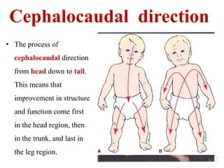 Cephalocaudal direction 
• The process of 
cephalocaudal direction 
from head down to tail. 
This means that 
improvement in structure 
and function come first 
in the head region, then 
in the trunk, and last in 
the leg region. 
6 
 