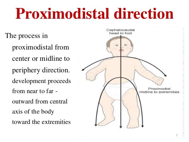 What is proximodistal development?