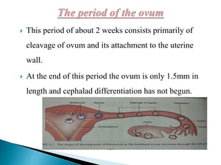  This period of about 2 weeks consists primarily of
cleavage of ovum and its attachment to the uterine
wall.
 At the end of this period the ovum is only 1.5mm in
length and cephalad differentiation has not begun.
 