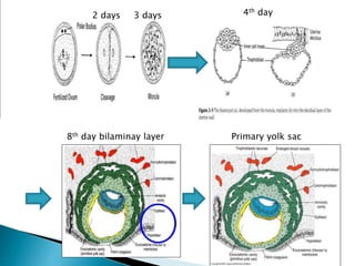 2 days 3 days 4th day
8th day bilaminay layer Primary yolk sac
 